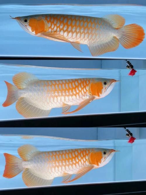 有沒有紅龍魚高清豎屏壁紙？