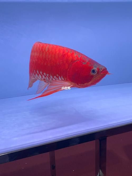 有沒有紅龍魚高清豎屏壁紙？