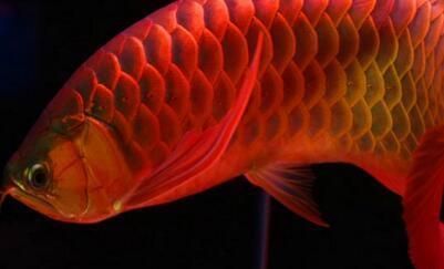 紅龍魚最便宜多少錢一條（最便宜的紅龍魚價格可能在幾千元到幾千元之間）