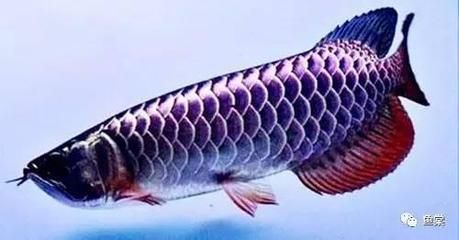 龍魚喉嚨卡東西的處理方法（龍魚喉嚨卡東西怎么辦）