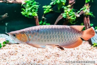 龍魚喉嚨卡東西的處理方法（龍魚喉嚨卡東西怎么辦）
