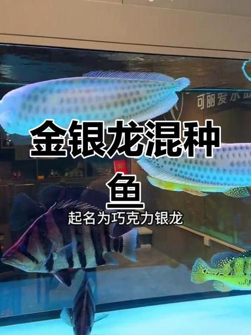 銀龍魚與金龍魚區別在哪
