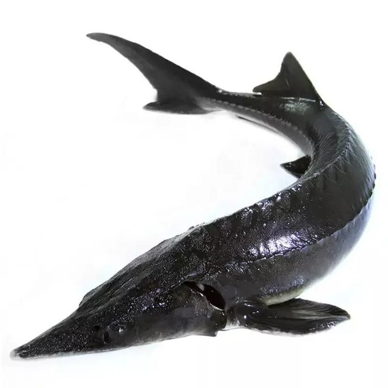 鱘龍魚圖片大全