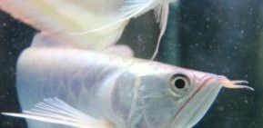 如何調整銀龍魚的食量？ 如何調整銀龍魚的食量？ 龍魚百科 第6張