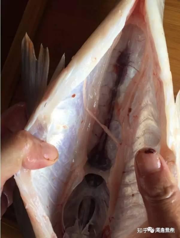 馬來西亞魚兒