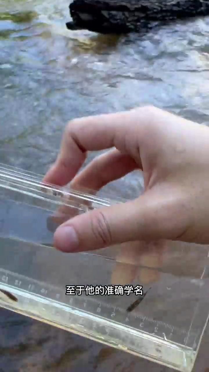 馬來西亞魚兒