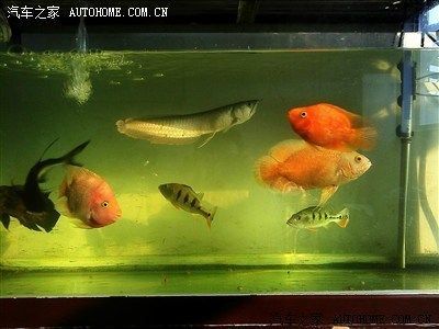龍魚之家論壇網址(龍魚之家論壇是一個專注于龍魚愛好者的社區提供豐富的龍魚信息和交流平臺) 龍魚百科 第5張 龍魚之家論壇網址(龍魚之家論壇是一個專注于龍魚愛好者的社區提供豐富的龍魚信息和交流平臺) 龍魚之家論壇網址(龍魚之家論壇是一個專注于龍魚愛好者的社區提供豐富的龍魚信息和交流平臺) 龍魚百科 第5張