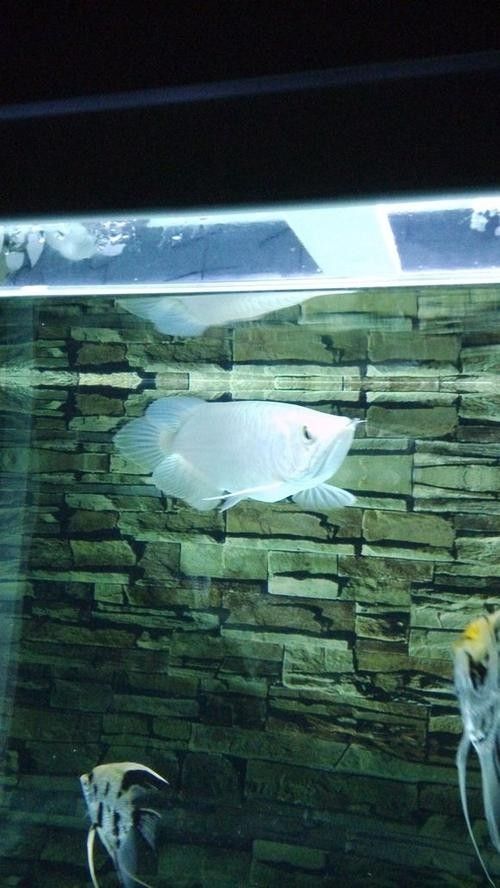 青龍魚是什么魚圖片大全視頻