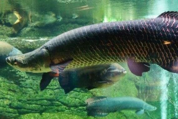 青龍魚是什么魚圖片大全視頻