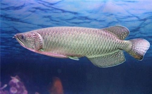 青龍魚是什么魚圖片大全視頻