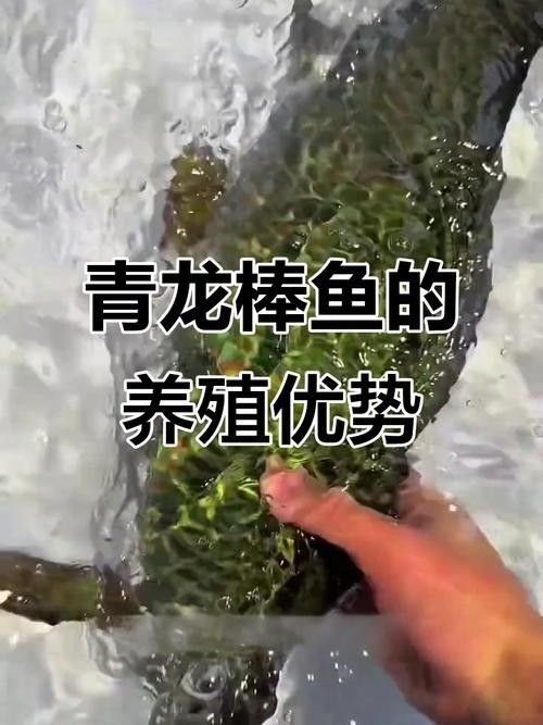 青龍魚是什么魚圖片大全視頻