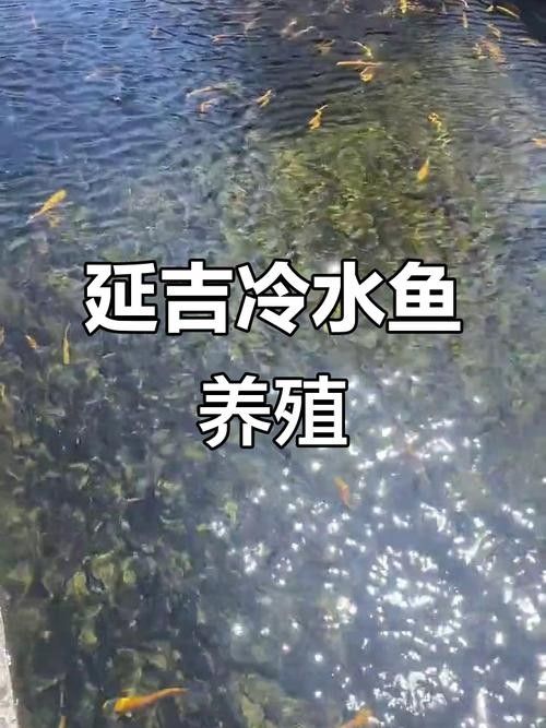 青龍魚是什么魚圖片大全視頻