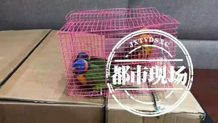 龍魚保護動物和鸚鵡烏龜案的區別：人工繁育的野生動物可以合法買賣嗎？