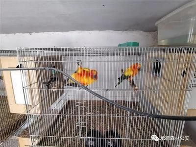 龍魚保護動物和鸚鵡烏龜案的區別：人工繁育的野生動物可以合法買賣嗎？