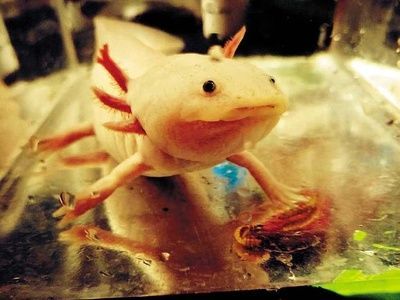 三角恐龍魚(yú)怎么養(yǎng)：三角恐龍魚(yú)水族箱布置技巧三角恐龍魚(yú)水族箱布置技巧