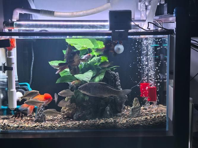 雷龍魚可以和別的魚混養嗎圖片