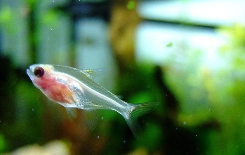 雷龍魚可以和別的魚混養嗎圖片