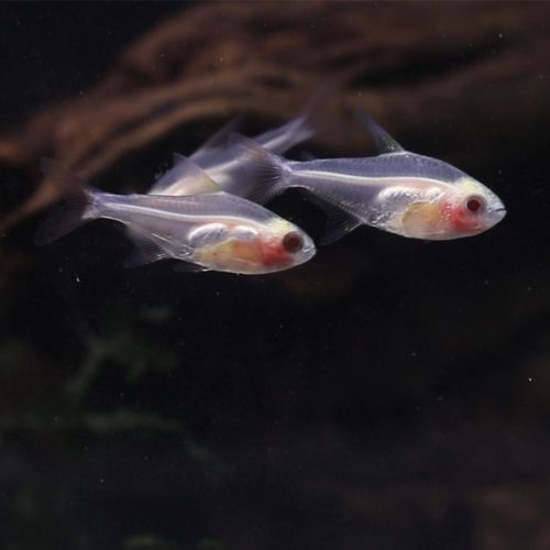 雷龍魚可以和別的魚混養嗎圖片