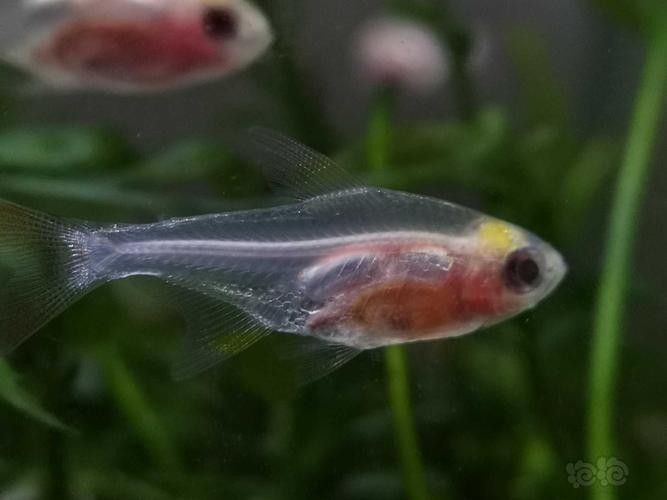 雷龍魚可以和別的魚混養嗎圖片