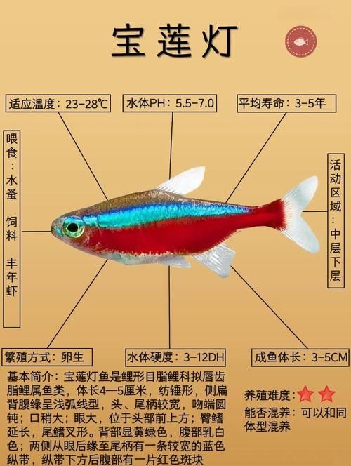 雷龍魚可以和別的魚混養嗎圖片