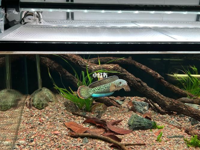 雷龍魚可以和別的魚混養嗎圖片