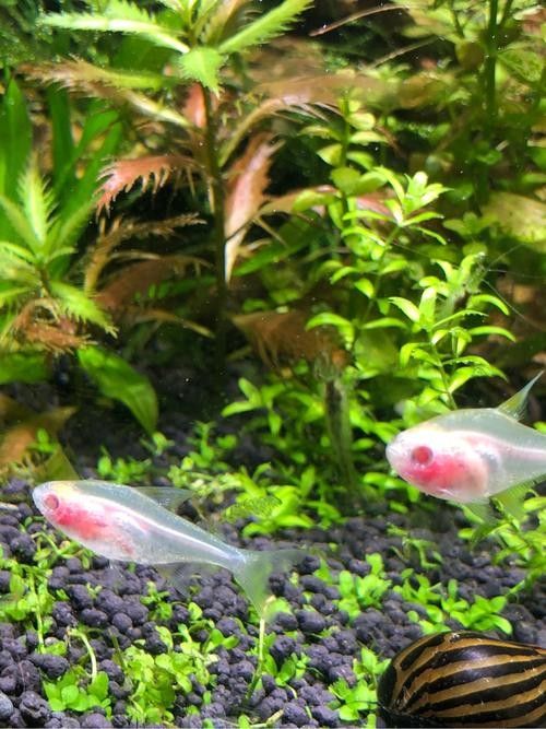 雷龍魚可以和別的魚混養嗎圖片