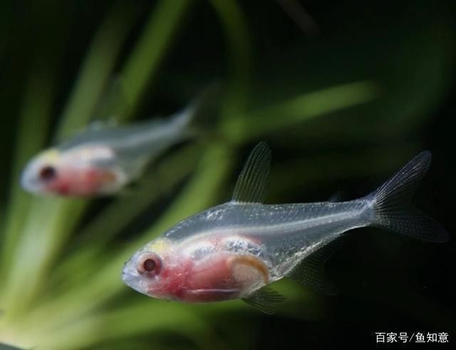 雷龍魚可以和別的魚混養嗎圖片