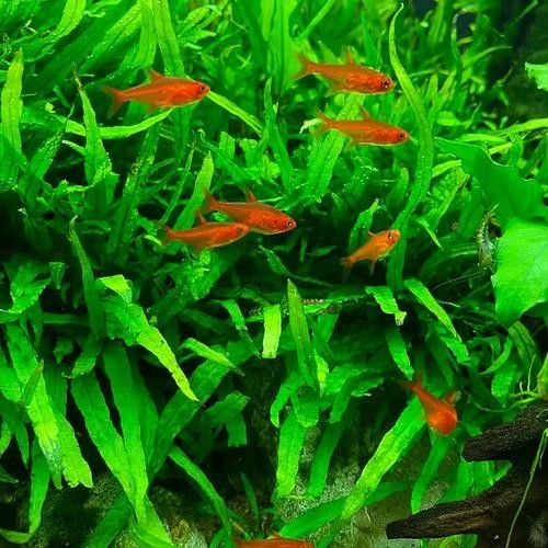 雷龍魚可以和別的魚混養嗎圖片