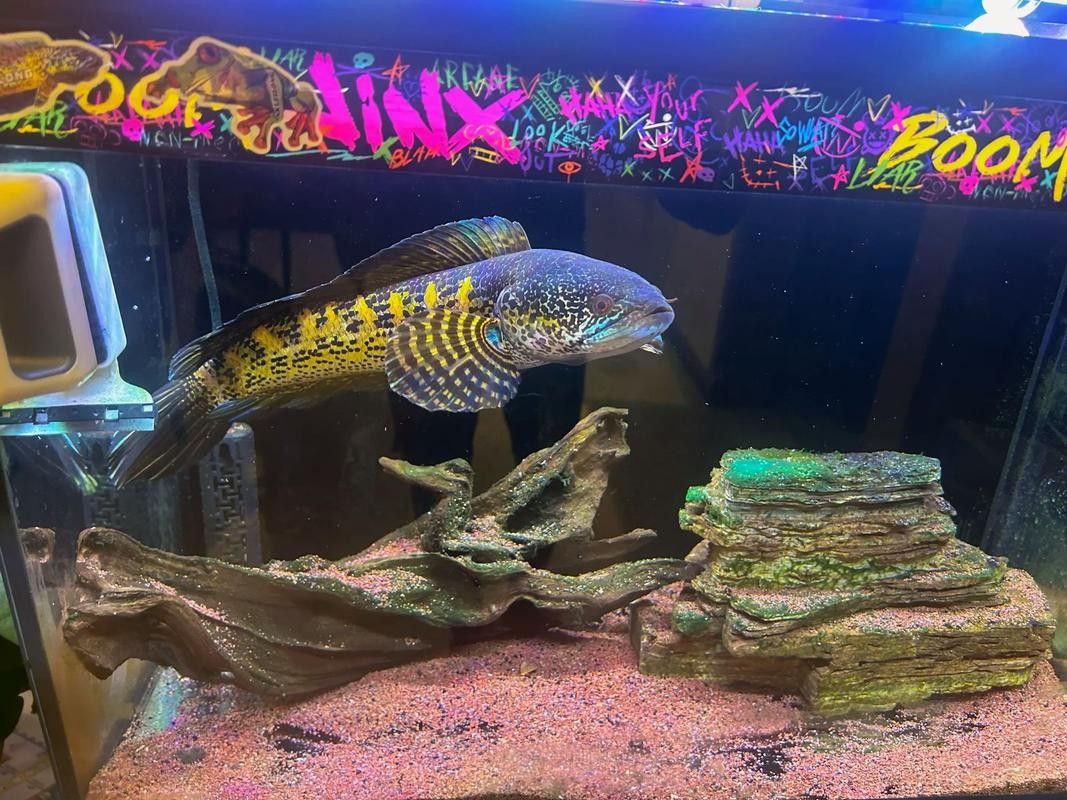 雷龍魚可以和別的魚混養嗎圖片