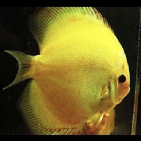 金龍魚蓋子怎么開：如何打開金龍魚的蓋子