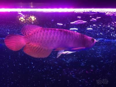 豬鼻龜和金龍魚能混養嗎（豬鼻龜和金龍魚可以混養嗎？）