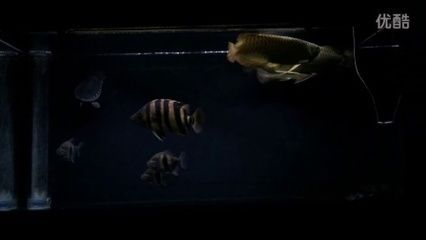 豬鼻龜和金龍魚能混養嗎（豬鼻龜和金龍魚可以混養嗎？）