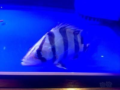 豬鼻龜和金龍魚能混養嗎（豬鼻龜和金龍魚可以混養嗎？）
