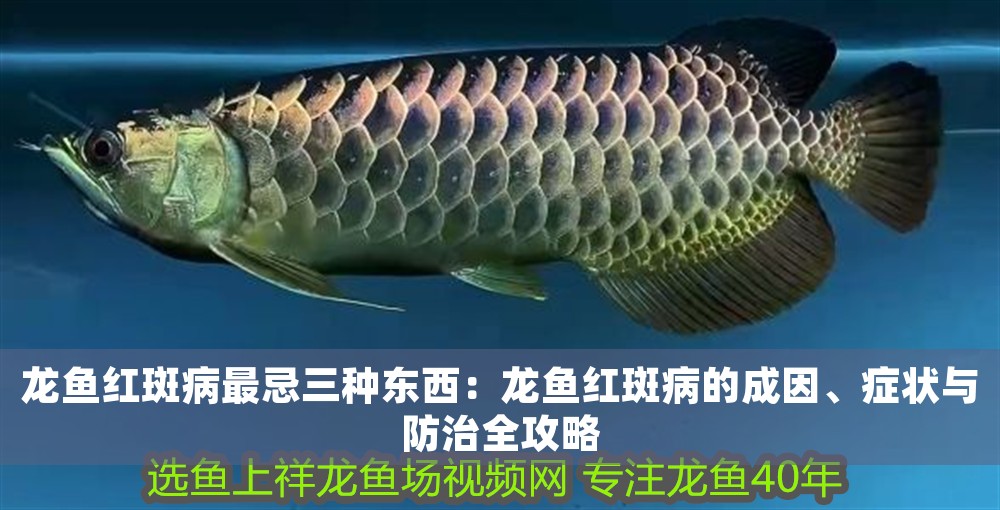 龍魚紅斑病最忌三種東西：龍魚紅斑病的成因、癥狀與防治全攻略