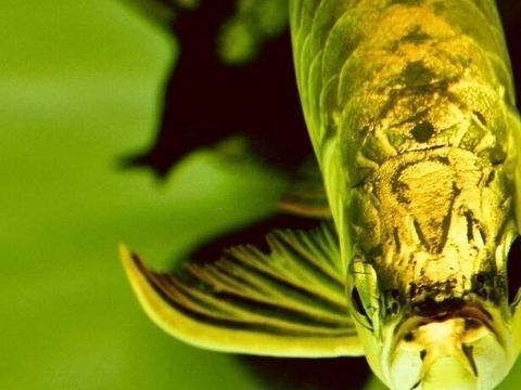 金龍魚擺放在東陽臺養可以嗎