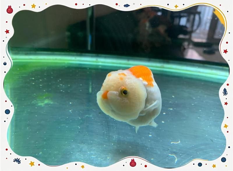 龍魚生病了需要隔離嗎？