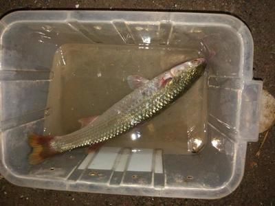 金龍魚紅眼好不好養(yǎng)（金龍魚紅眼日常護理要點金龍魚紅眼日常護理要點）