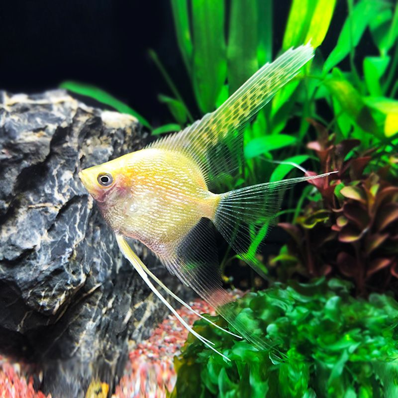 金龍魚紅眼好不好養(yǎng)（金龍魚紅眼日常護理要點金龍魚紅眼日常護理要點）