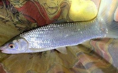 金龍魚紅眼好不好養(yǎng)（金龍魚紅眼日常護理要點金龍魚紅眼日常護理要點）