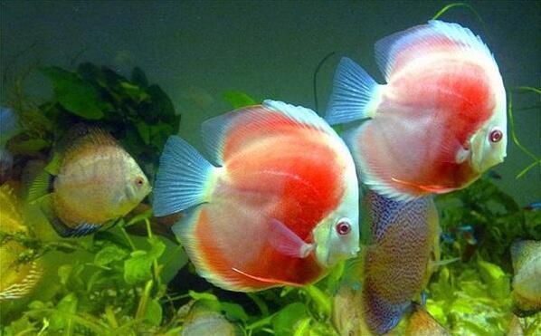 中國十大高檔級觀賞魚 中國十大高檔級觀賞魚 龍魚百科 第1張