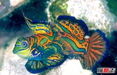 中國十大高檔級觀賞魚 中國十大高檔級觀賞魚 龍魚百科 第5張