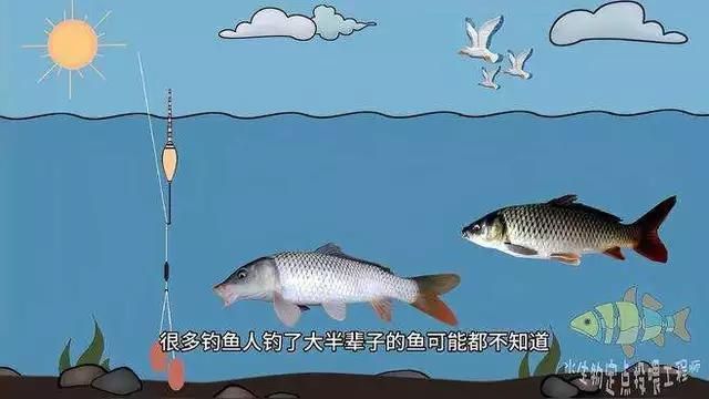 鯉魚最好的品種第一名
