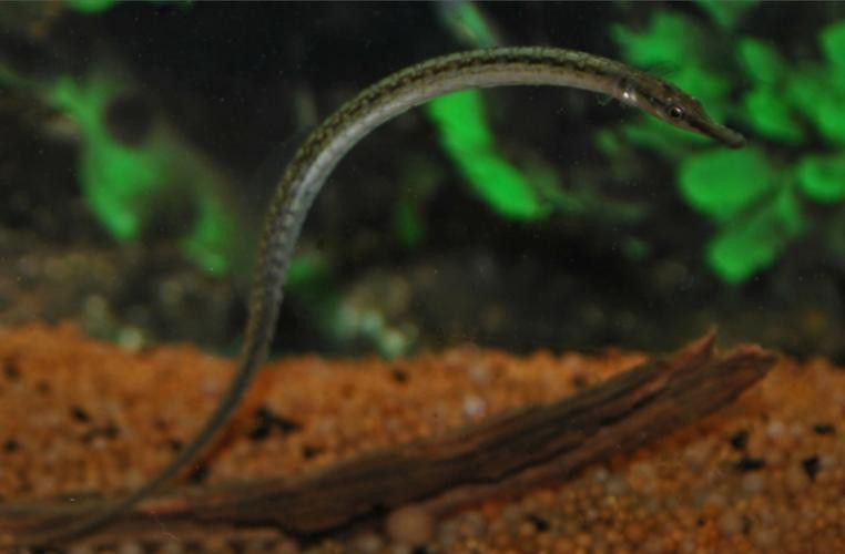 如何挑選新鮮的海中龍魚? 龍魚百科 第6張 如何挑選新鮮的海中龍魚? 如何挑選新鮮的海中龍魚? 龍魚百科 第6張