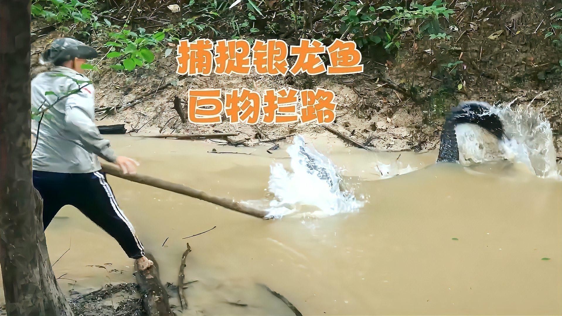 如何養銀龍魚最怕什么