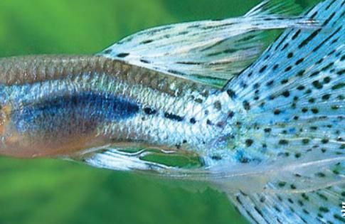 白子孔雀魚生小魚前兆:下小魚之前母魚會有什么前兆 白子孔雀魚生小魚前兆:下小魚之前母魚會有什么前兆 龍魚百科