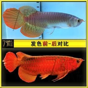 印尼紅辣椒龍魚圖片大全高清