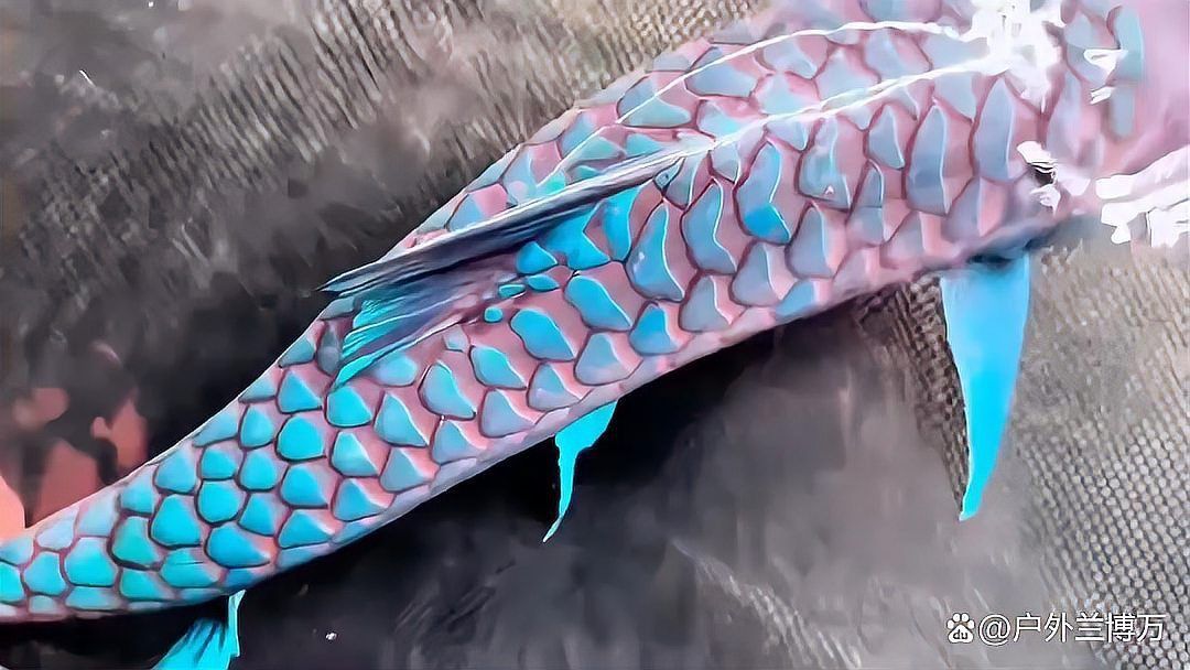 藍面財神魚多少錢一條
