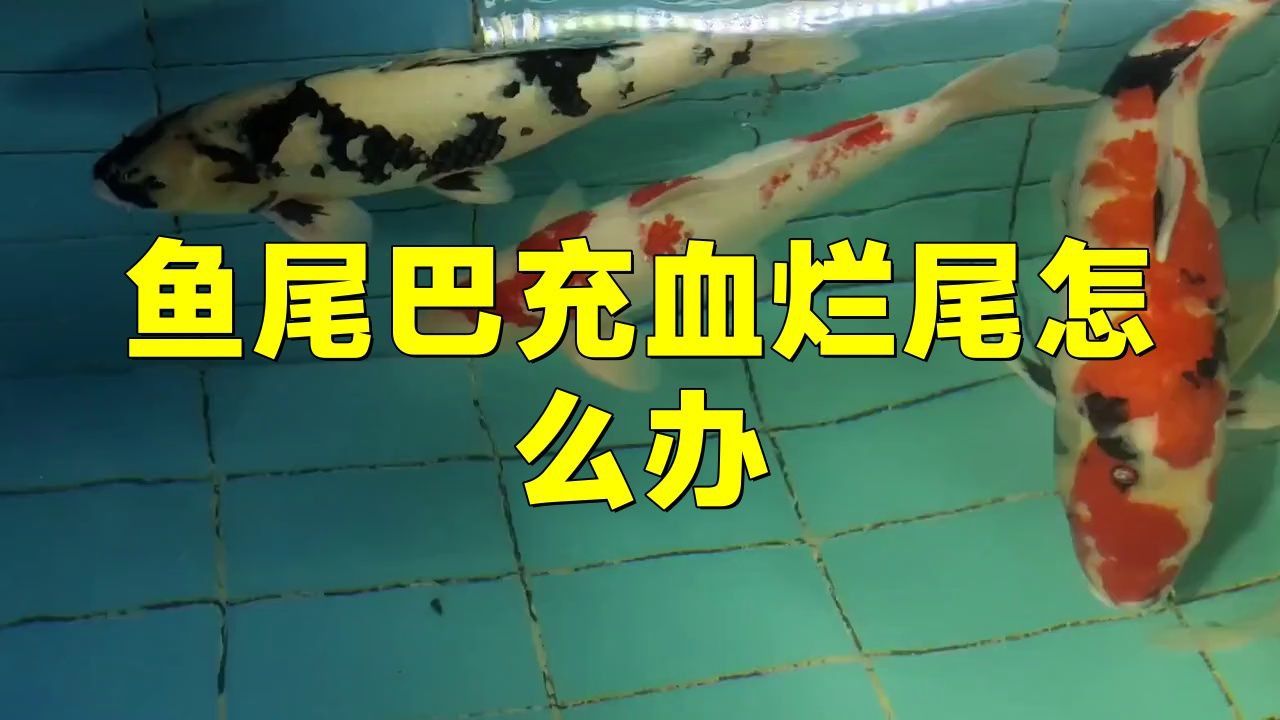 金龍魚魚尾爛了什么原因