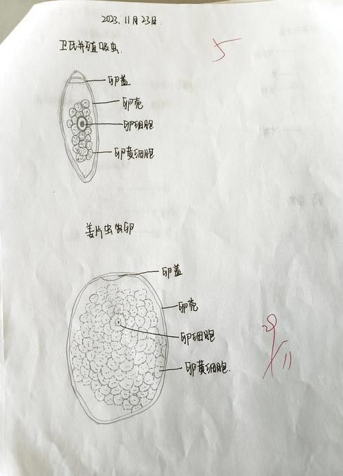 如何預防龍貓的寄生蟲感染？ 如何預防龍貓的寄生蟲感染？ 龍魚百科 第18張