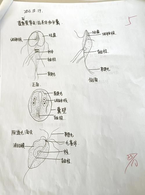 如何預防龍貓的寄生蟲感染？ 如何預防龍貓的寄生蟲感染？ 龍魚百科 第17張
